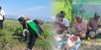 Gerakan Pengendalian Organisme Pengganggu Tumbuhan (GERDAL OPT) secara serentak di Jawa Timur dalam rangka Pengendaiian Hama Tikus pada Tanaman Padi