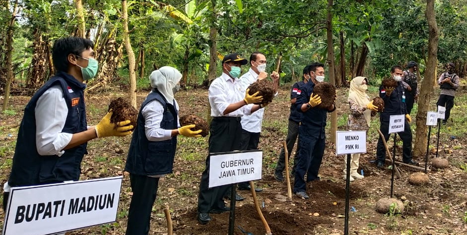 Menko PMK bersama Menteri Pertanian dan Gubernur Jawa Timur didampingi Bupati Madiun melakukan Panen Porang di DesaKlangon, Kecamatan Saradan, Kabupaten Madiun